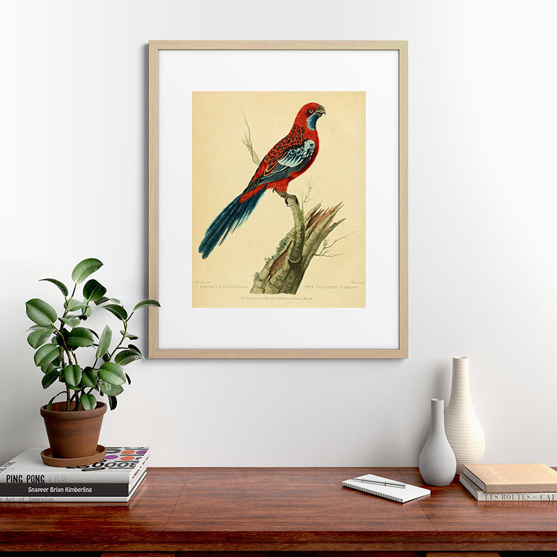 "The Splendid Parrot" by Sarah Stone, 1790s Framed Art Print