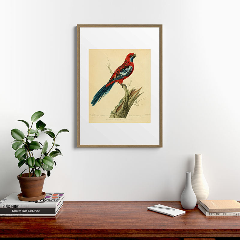 "The Splendid Parrot" by Sarah Stone, 1790s Framed Art Print