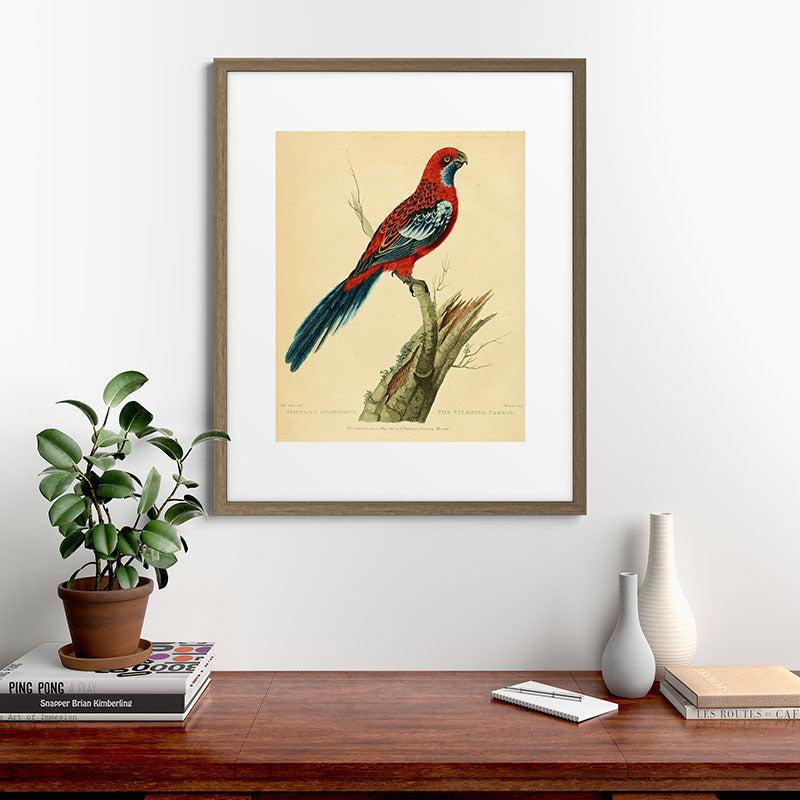 "The Splendid Parrot" by Sarah Stone, 1790s Framed Art Print