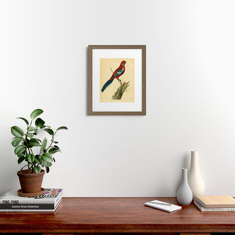 "The Splendid Parrot" by Sarah Stone, 1790s Framed Art Print