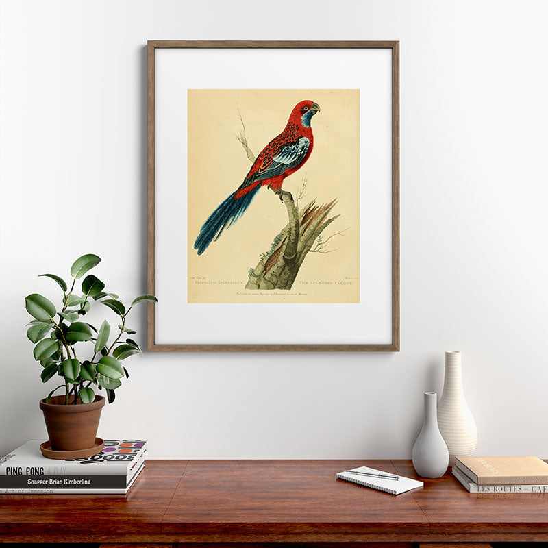 "The Splendid Parrot" by Sarah Stone, 1790s Framed Art Print