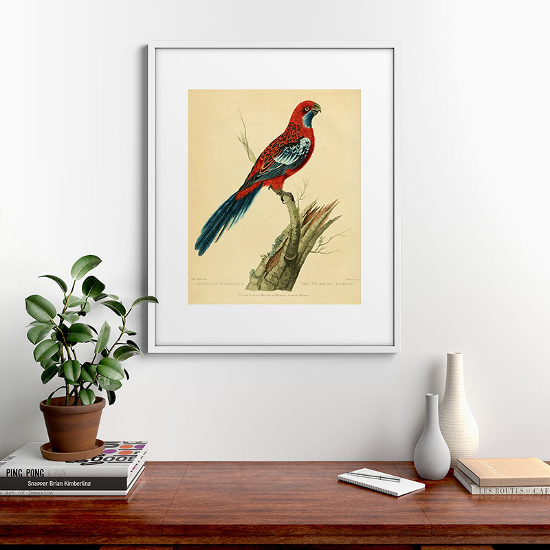 "The Splendid Parrot" by Sarah Stone, 1790s Framed Art Print