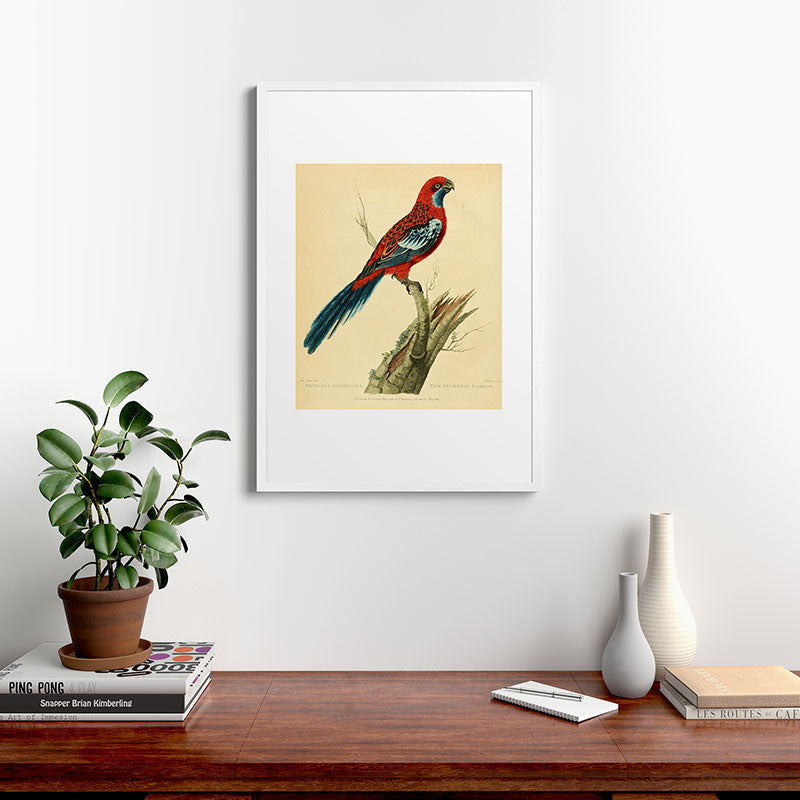 "The Splendid Parrot" by Sarah Stone, 1790s Framed Art Print