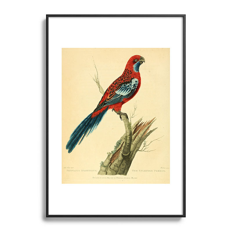 "The Splendid Parrot" by Sarah Stone, 1790s Framed Art Print