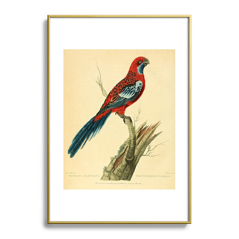 "The Splendid Parrot" by Sarah Stone, 1790s Framed Art Print