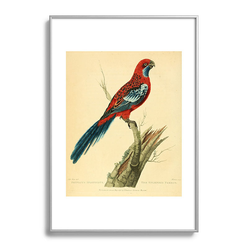 "The Splendid Parrot" by Sarah Stone, 1790s Framed Art Print