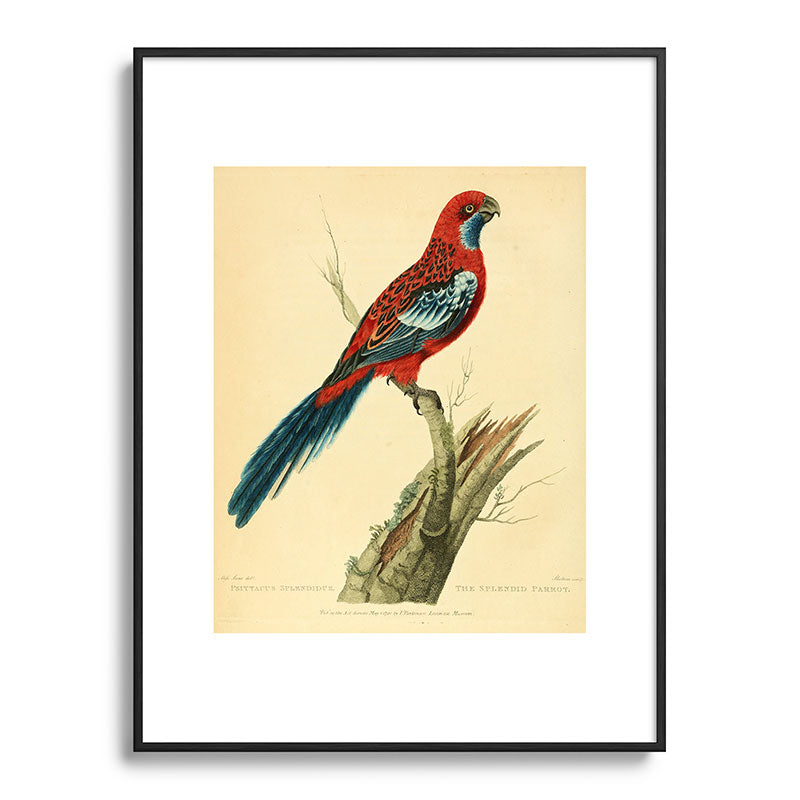 "The Splendid Parrot" by Sarah Stone, 1790s Framed Art Print
