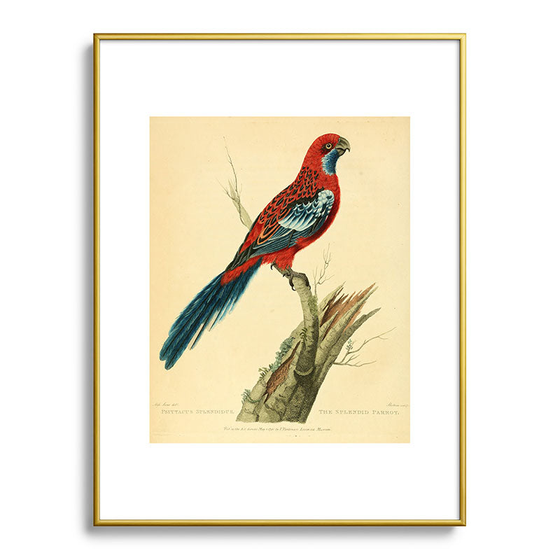 "The Splendid Parrot" by Sarah Stone, 1790s Framed Art Print