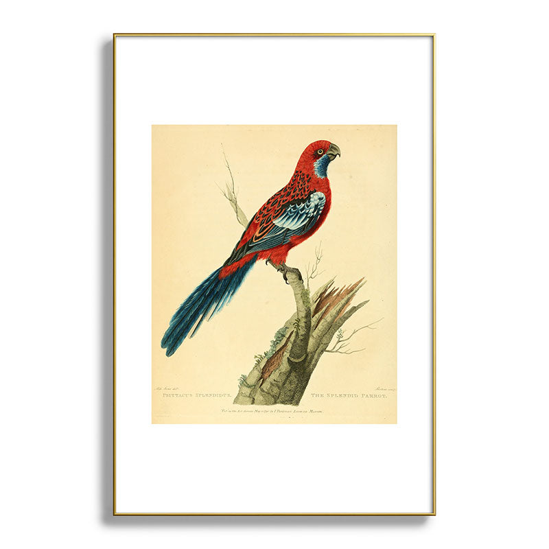 "The Splendid Parrot" by Sarah Stone, 1790s Framed Art Print