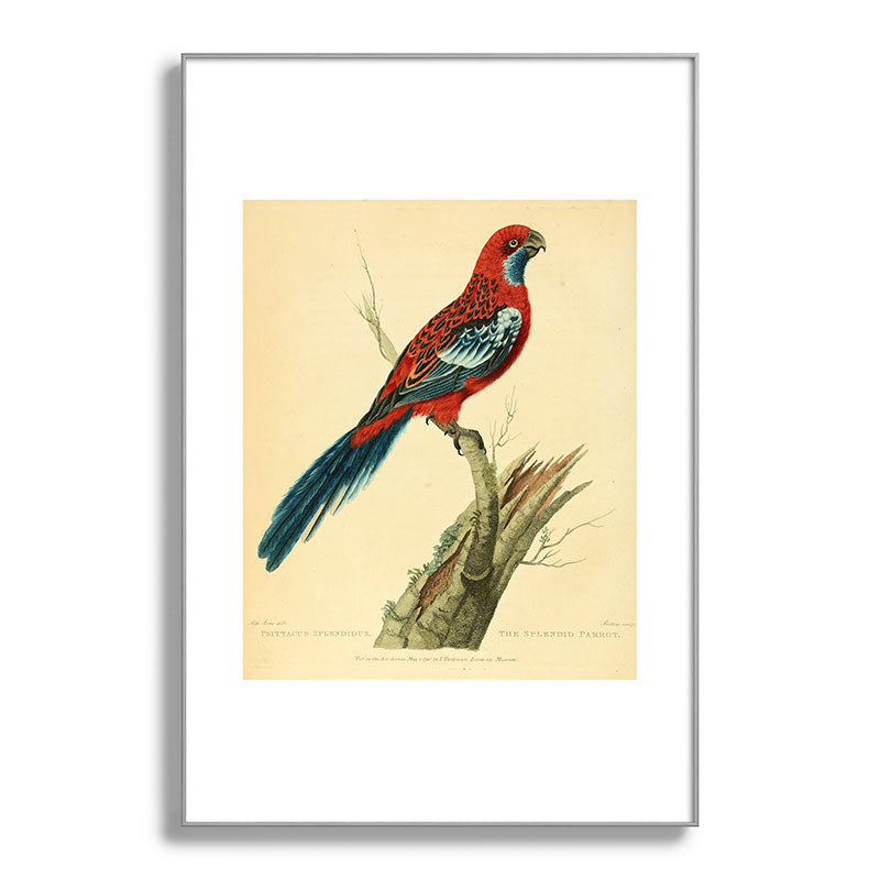 "The Splendid Parrot" by Sarah Stone, 1790s Framed Art Print