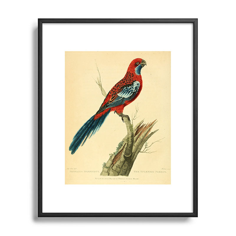 "The Splendid Parrot" by Sarah Stone, 1790s Framed Art Print