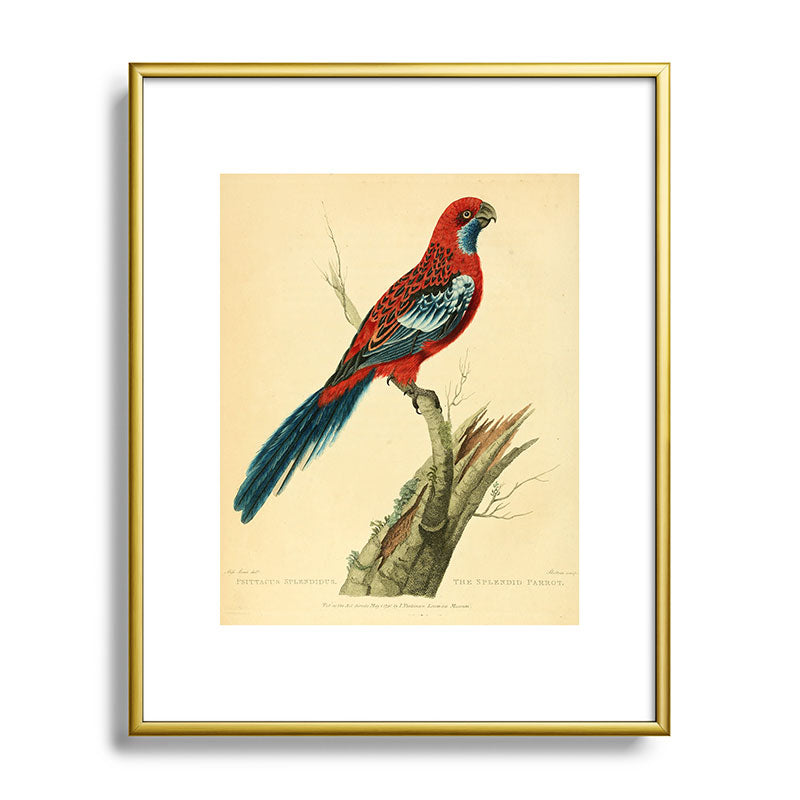 "The Splendid Parrot" by Sarah Stone, 1790s Framed Art Print