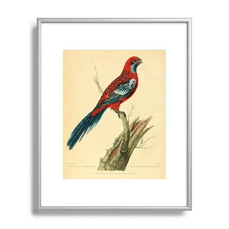 "The Splendid Parrot" by Sarah Stone, 1790s Framed Art Print