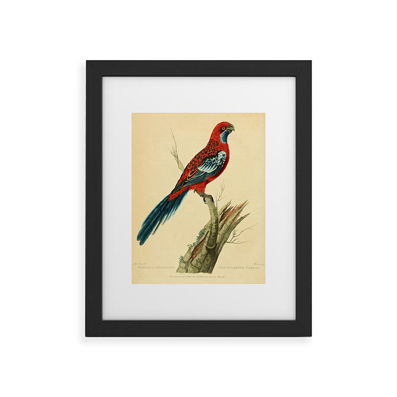 "The Splendid Parrot" by Sarah Stone, 1790s Framed Art Print