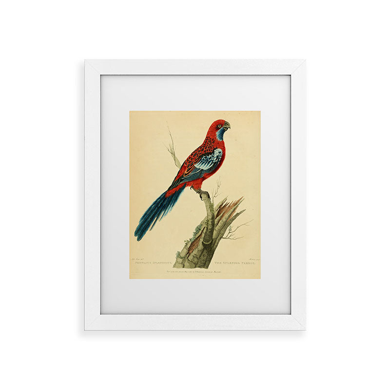 "The Splendid Parrot" by Sarah Stone, 1790s Framed Art Print