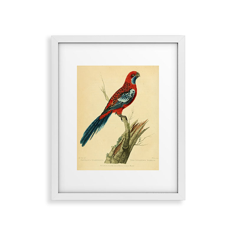 "The Splendid Parrot" by Sarah Stone, 1790s Framed Art Print