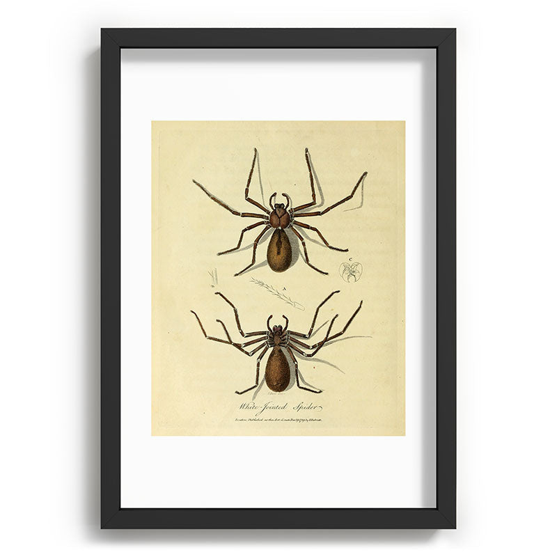 "White-Jointed Spider" by Sarah Stone, 1790 Framed Art Print