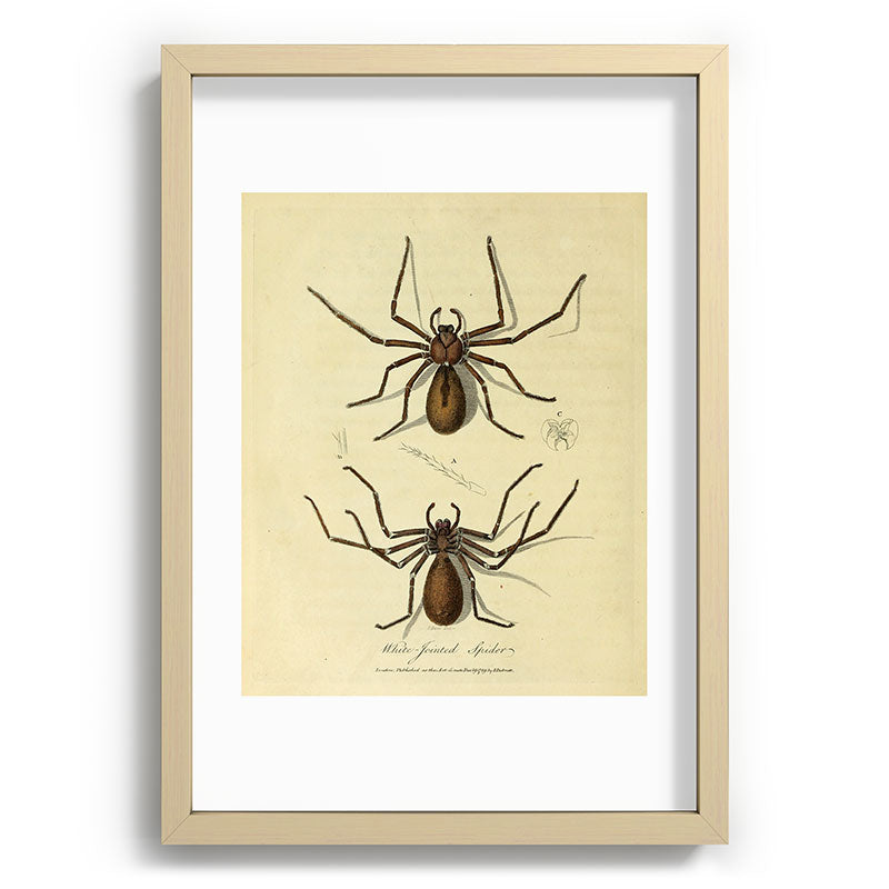 "White-Jointed Spider" by Sarah Stone, 1790 Framed Art Print