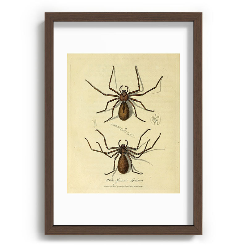 "White-Jointed Spider" by Sarah Stone, 1790 Framed Art Print