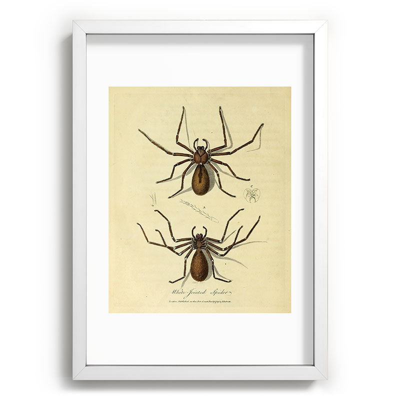 "White-Jointed Spider" by Sarah Stone, 1790 Framed Art Print