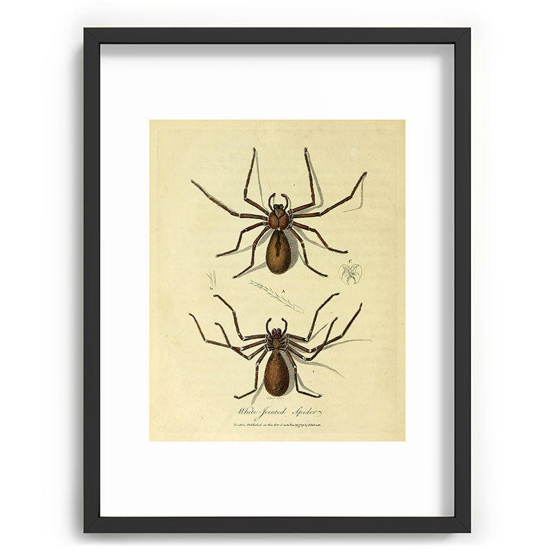 "White-Jointed Spider" by Sarah Stone, 1790 Framed Art Print