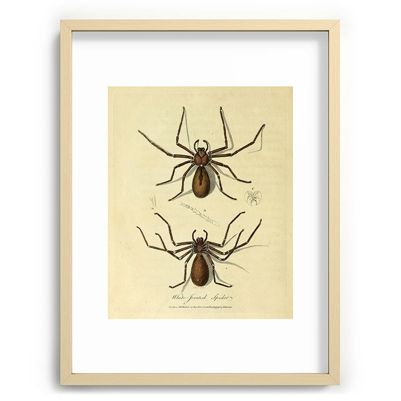 "White-Jointed Spider" by Sarah Stone, 1790 Framed Art Print