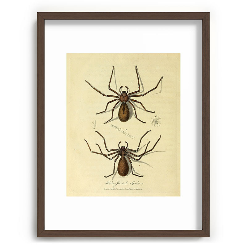 "White-Jointed Spider" by Sarah Stone, 1790 Framed Art Print