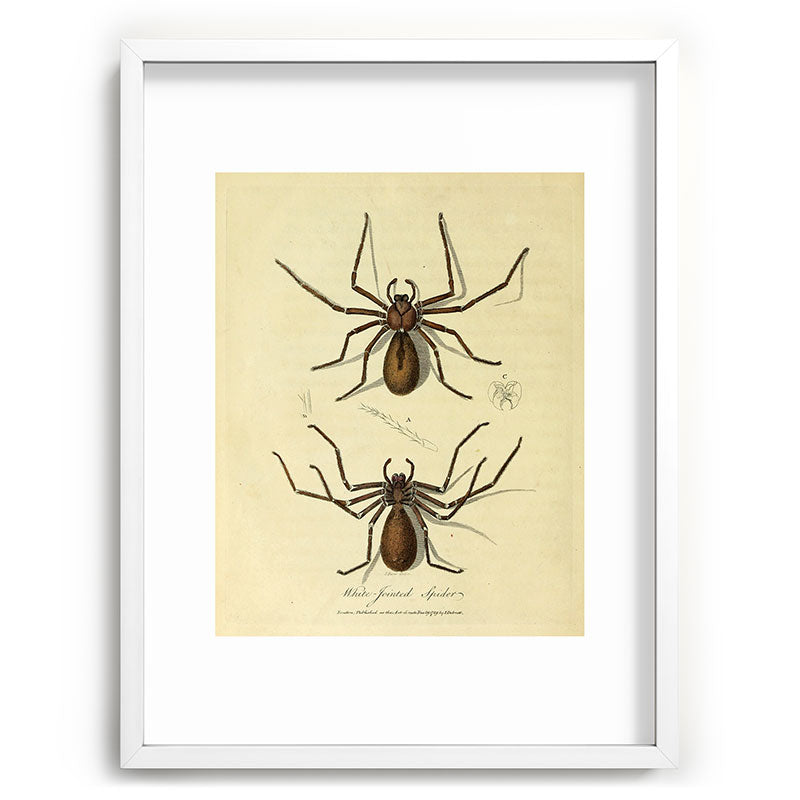 "White-Jointed Spider" by Sarah Stone, 1790 Framed Art Print