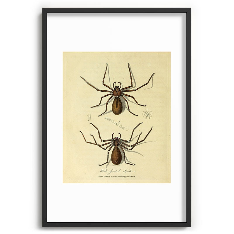 "White-Jointed Spider" by Sarah Stone, 1790 Framed Art Print
