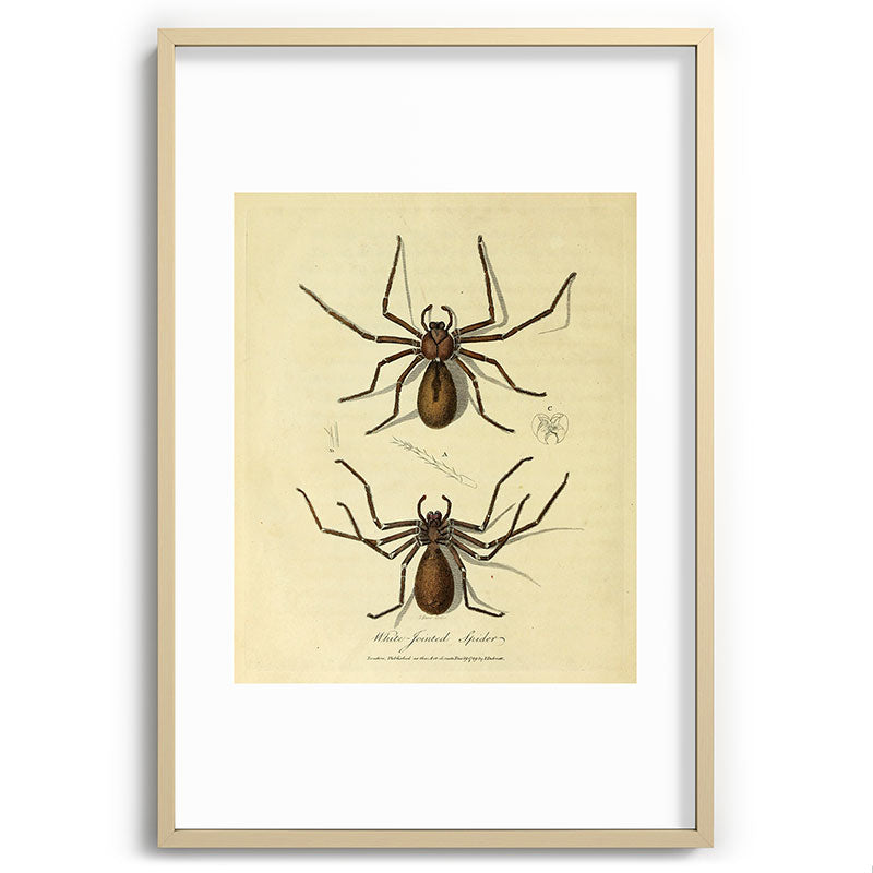 "White-Jointed Spider" by Sarah Stone, 1790 Framed Art Print