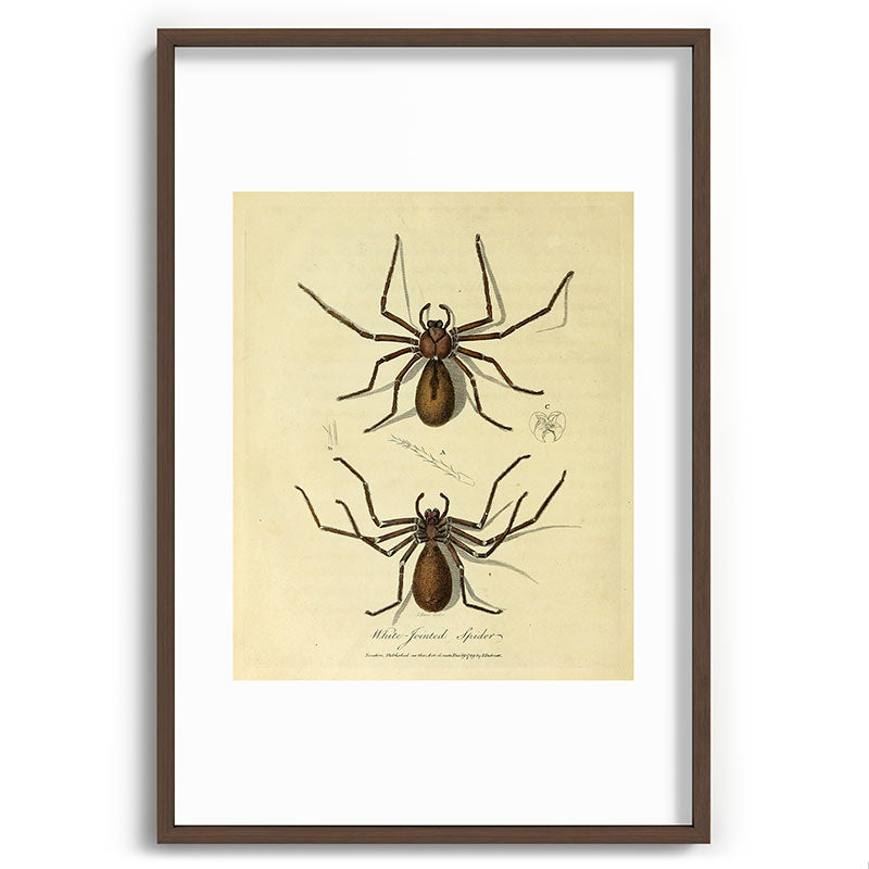 "White-Jointed Spider" by Sarah Stone, 1790 Framed Art Print