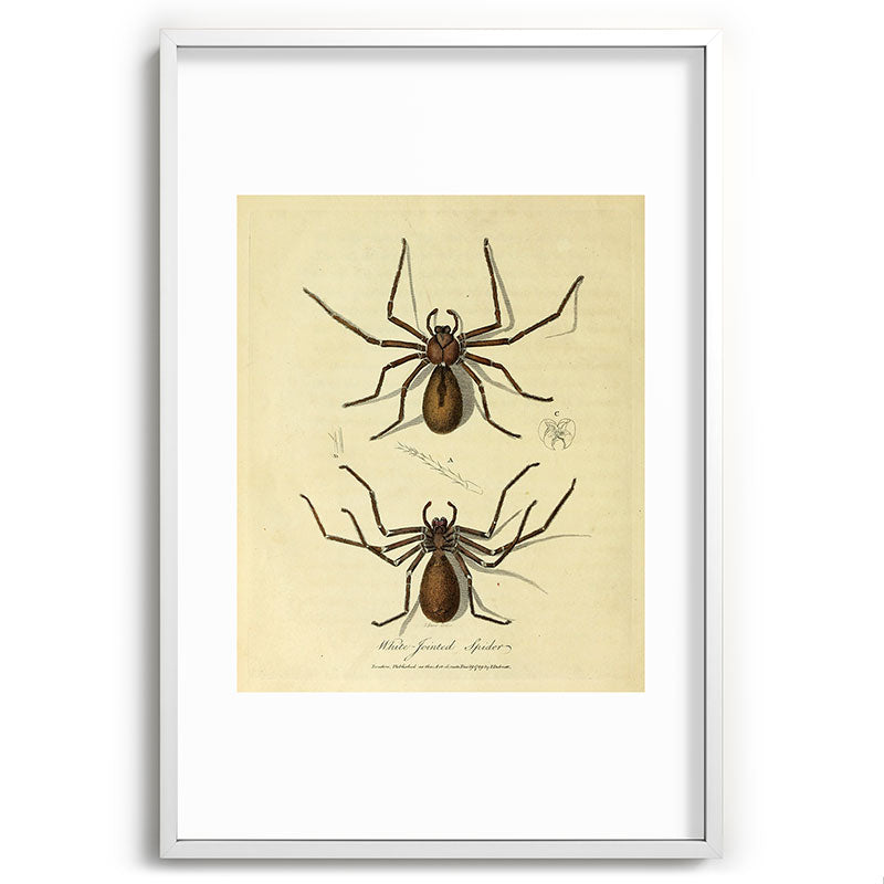 "White-Jointed Spider" by Sarah Stone, 1790 Framed Art Print