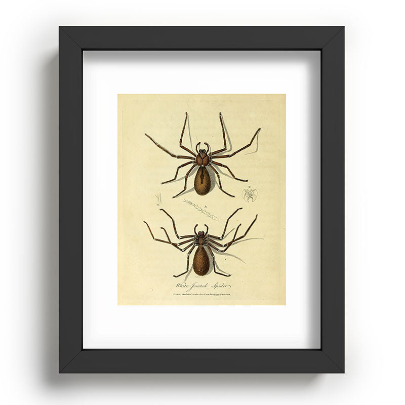 "White-Jointed Spider" by Sarah Stone, 1790 Framed Art Print
