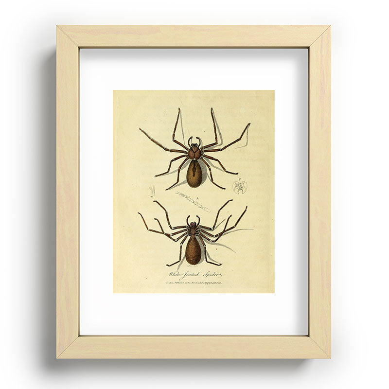 "White-Jointed Spider" by Sarah Stone, 1790 Framed Art Print