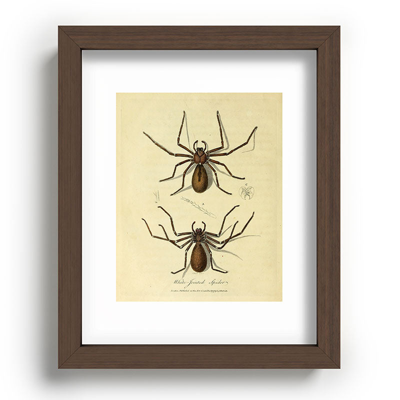 "White-Jointed Spider" by Sarah Stone, 1790 Framed Art Print