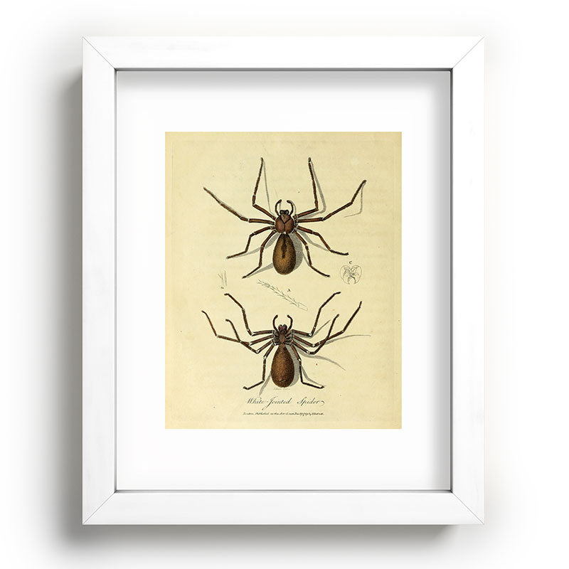 "White-Jointed Spider" by Sarah Stone, 1790 Framed Art Print