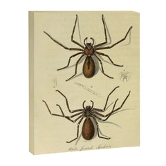 "White-Jointed Spider" by Sarah Stone, 1790 Canvas Print
