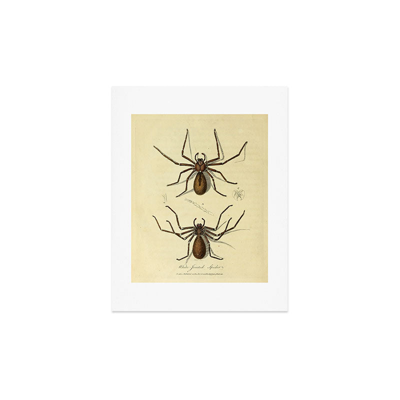 "White-Jointed Spider" by Sarah Stone, 1790 Art Print