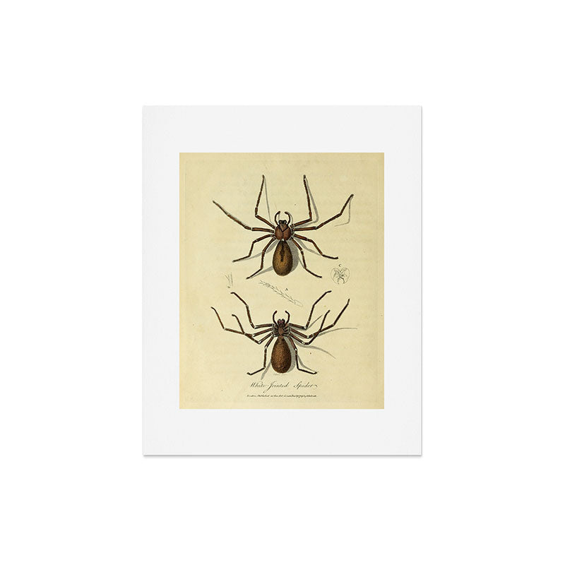 "White-Jointed Spider" by Sarah Stone, 1790 Art Print