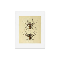 "White-Jointed Spider" by Sarah Stone, 1790 Art Print