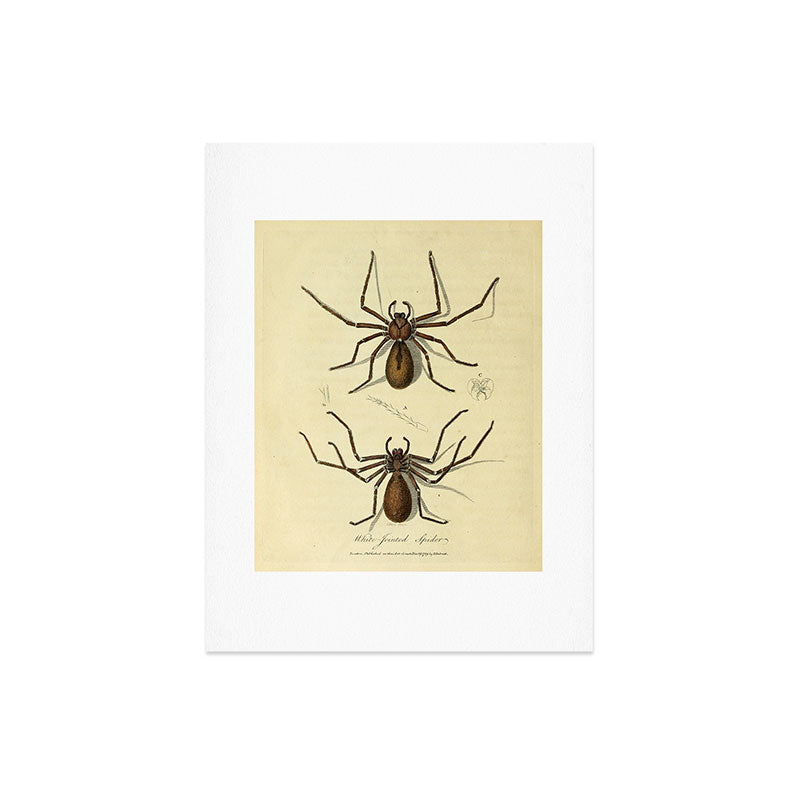 "White-Jointed Spider" by Sarah Stone, 1790 Art Print