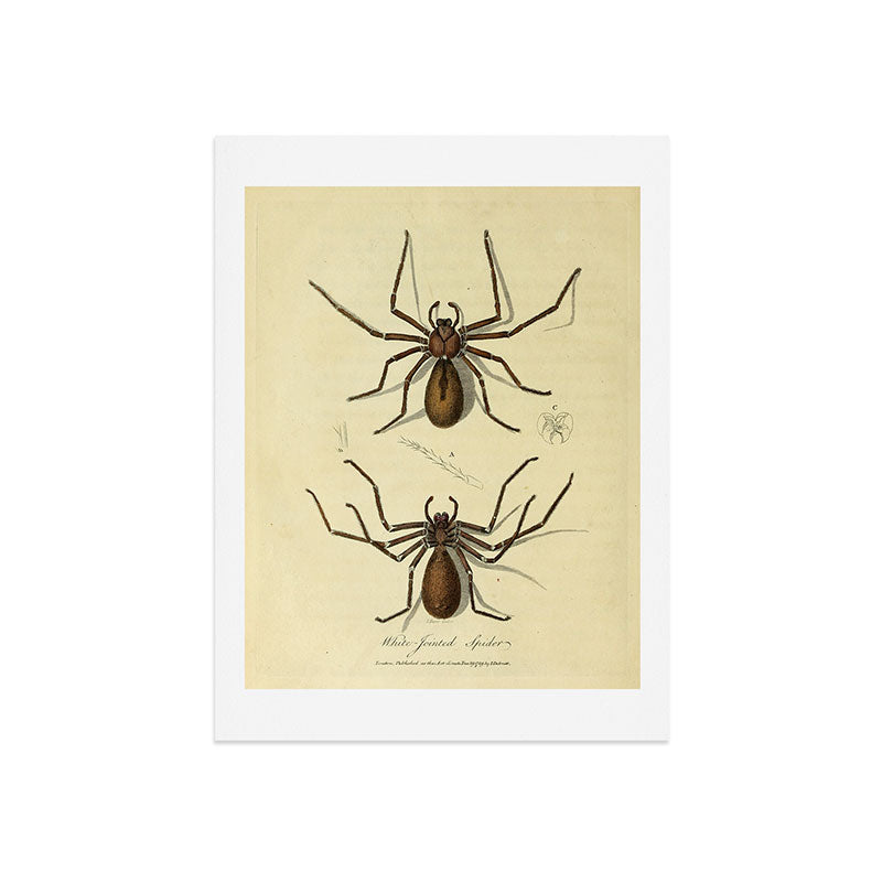 "White-Jointed Spider" by Sarah Stone, 1790 Art Print
