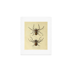 "White-Jointed Spider" by Sarah Stone, 1790 Art Print