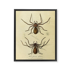"White-Jointed Spider" by Sarah Stone, 1790 Framed Canvas Print