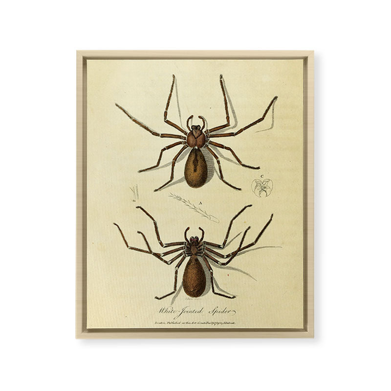 "White-Jointed Spider" by Sarah Stone, 1790 Framed Canvas Print