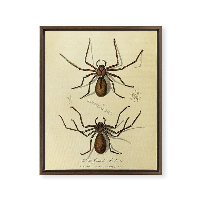 "White-Jointed Spider" by Sarah Stone, 1790 Framed Canvas Print
