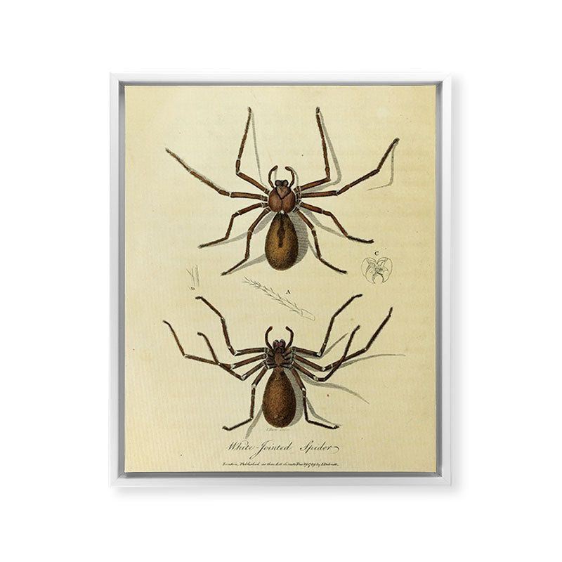 "White-Jointed Spider" by Sarah Stone, 1790 Framed Canvas Print