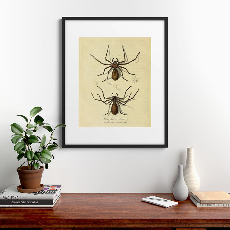"White-Jointed Spider" by Sarah Stone, 1790 Framed Art Print