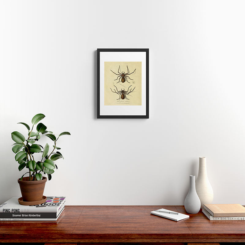 "White-Jointed Spider" by Sarah Stone, 1790 Framed Art Print