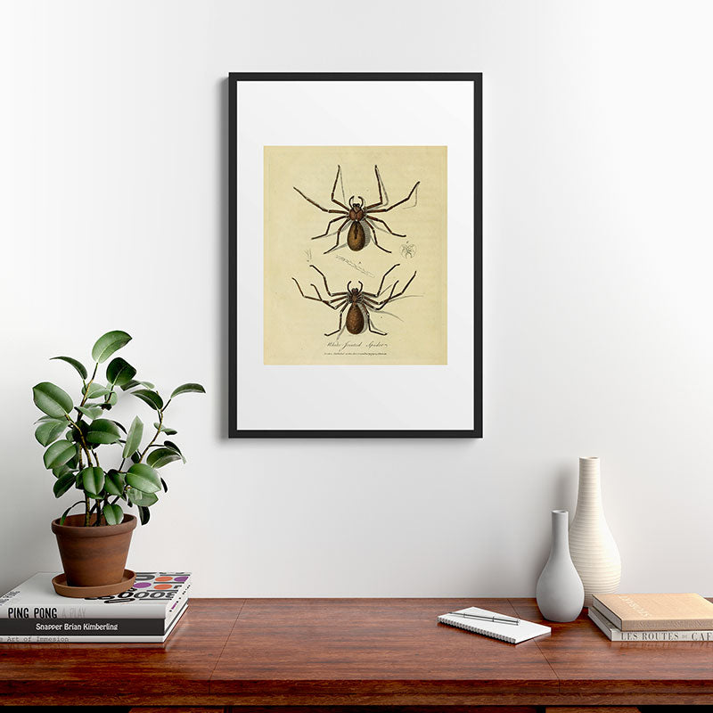 "White-Jointed Spider" by Sarah Stone, 1790 Framed Art Print